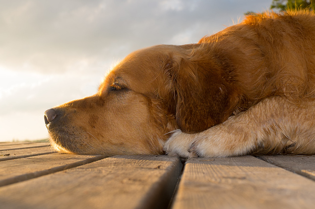 Pick A Golden Retriever And Get A Perfect Life