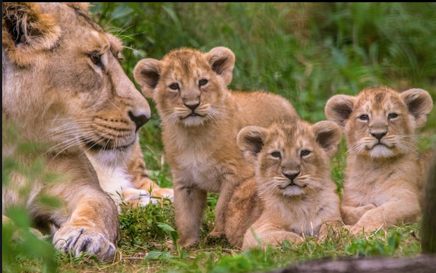 And here they are with their mom, Kanha, an Asiatic lioness.