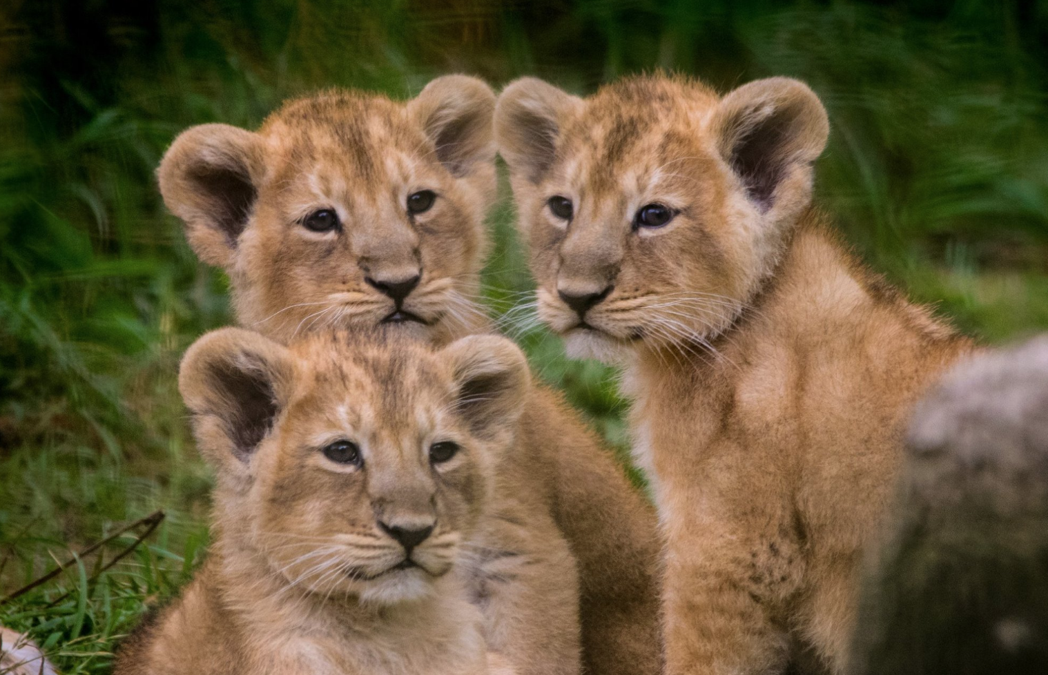 Woman Finds Lion Cub In Living Room