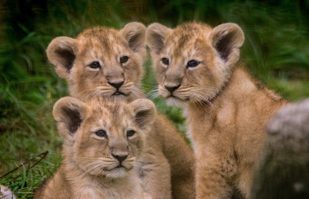 These beautiful fur balls are Kali, Sita, and Sonika: three lion cub triplets that are just two weeks old.