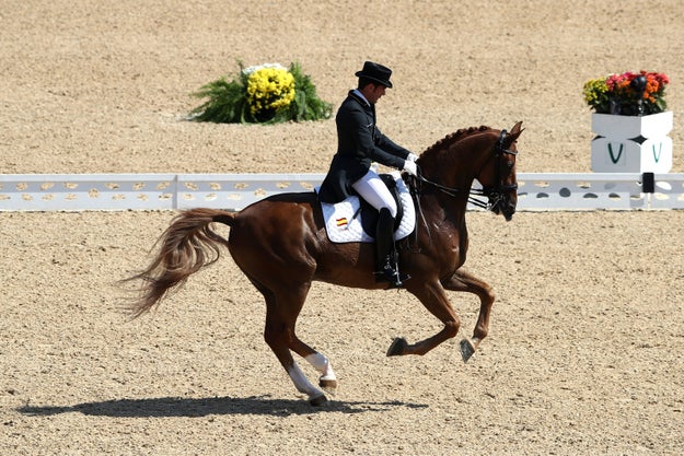 You Haven't Lived 'Til You Watch This Horse Dance To Carlos Santana's ...