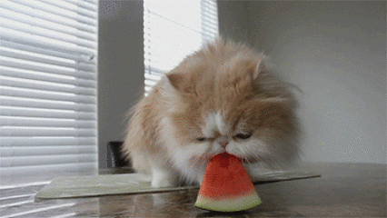 Must eat all the fruits and vegetables.