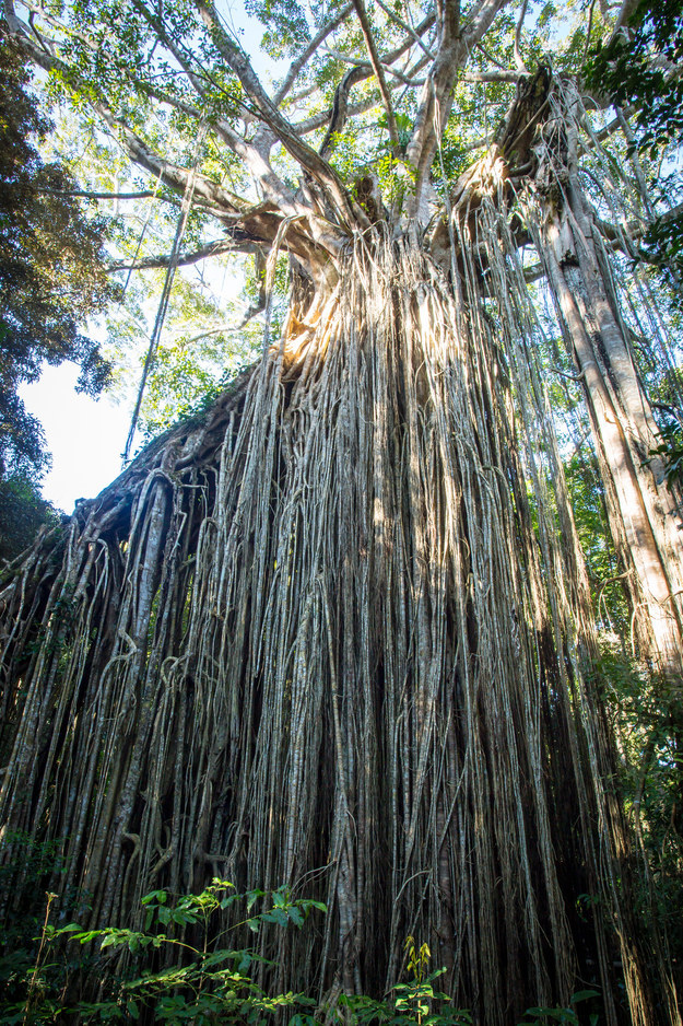 Do You Know Where These Magnificent Trees Are Found?