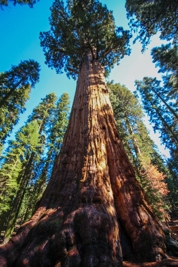 Do You Know Where These Magnificent Trees Are Found?