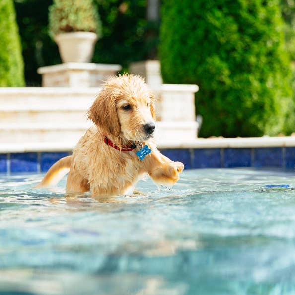 This Three Legged Puppy Will Turn You Into A Puddle Of Mush