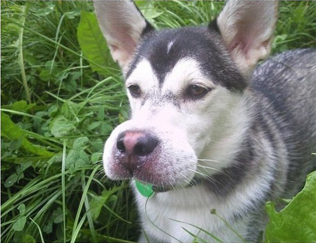 This one who totally meant to eat that bee for the joke. Yep, definitely meant to do that. Sub-buzz-718-1471393475-1