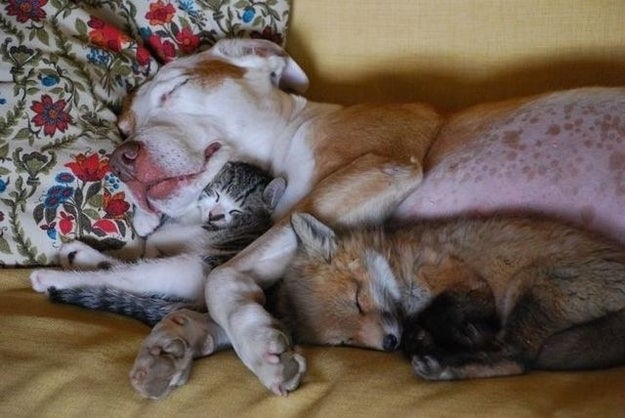 Now please, look at this dog cuddling with a kitty cuddling with a baby fox.