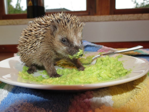 This lil' guy wants you to remember to eat your veggies.