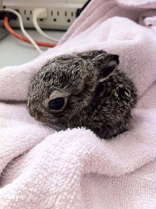 Here's a tiny bunny who wants to cuddle up with you.