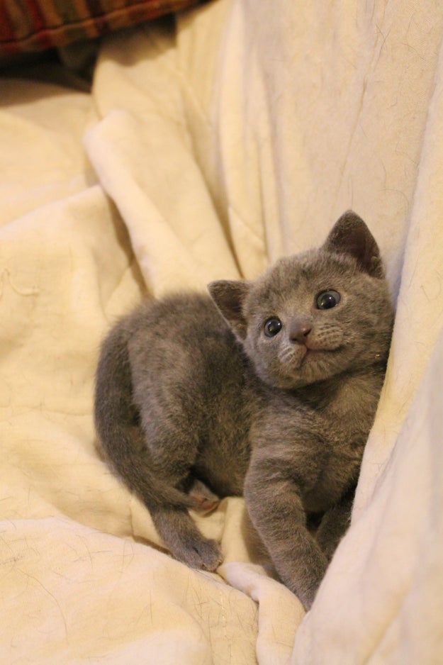 Hi! Let's start with this cute grey kitty who wants you to have a beautiful day.