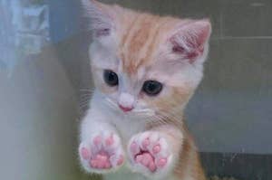 This Week In Cats