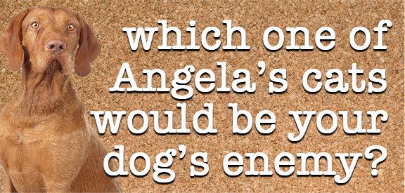 Which Character From “The Office” Would Your Dog Be?