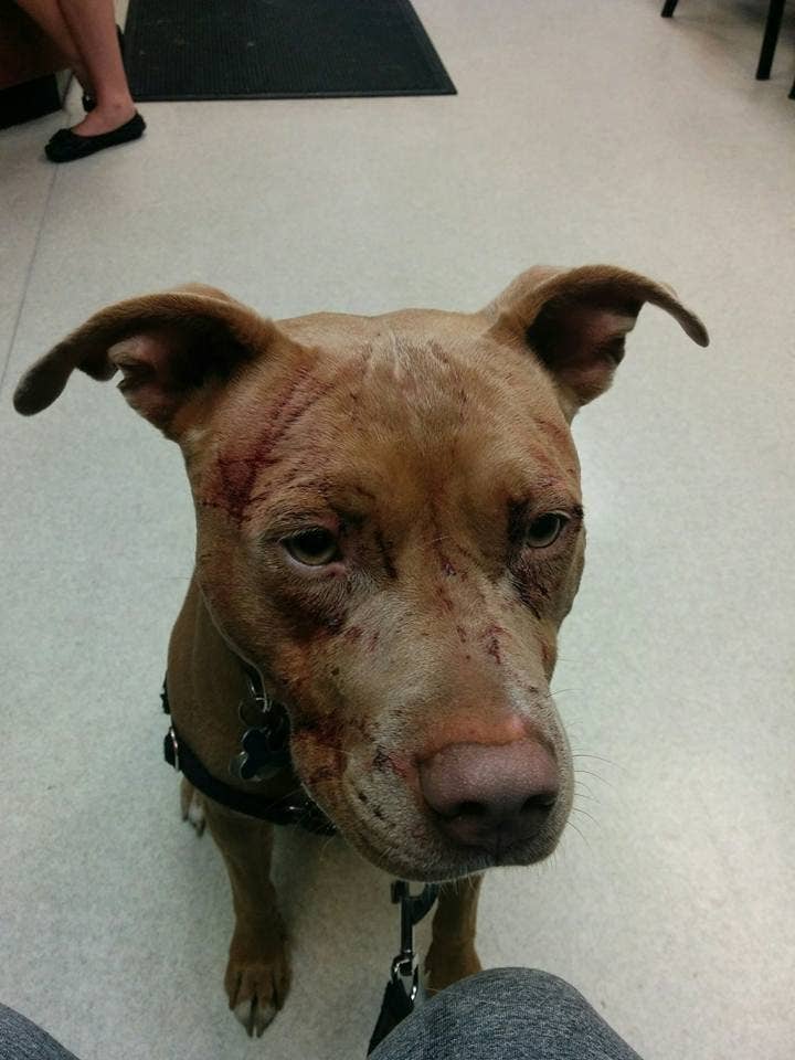 a hostile cat attacked seven pit bulls