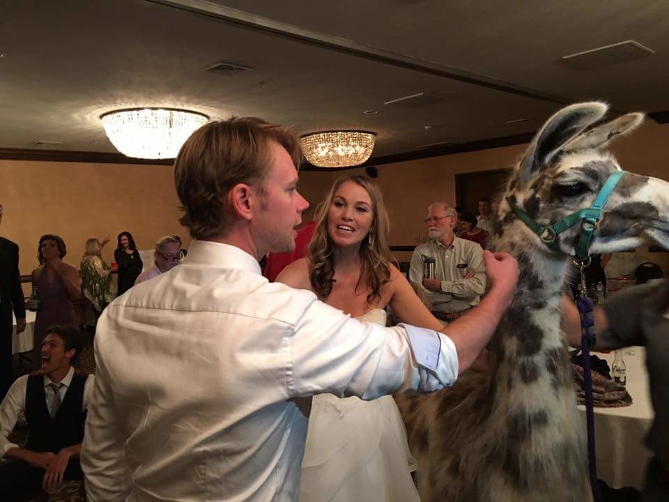 This Couple Got Their Wedding Crashed By A Ton Of Llamas