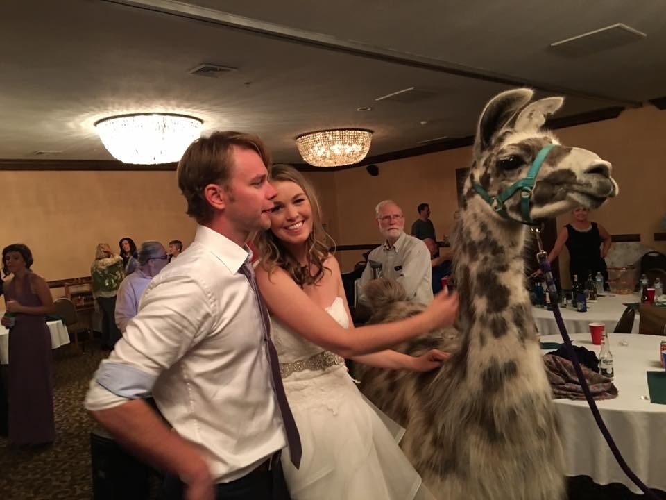 This Couple Got Their Wedding Crashed By A Ton Of Llamas