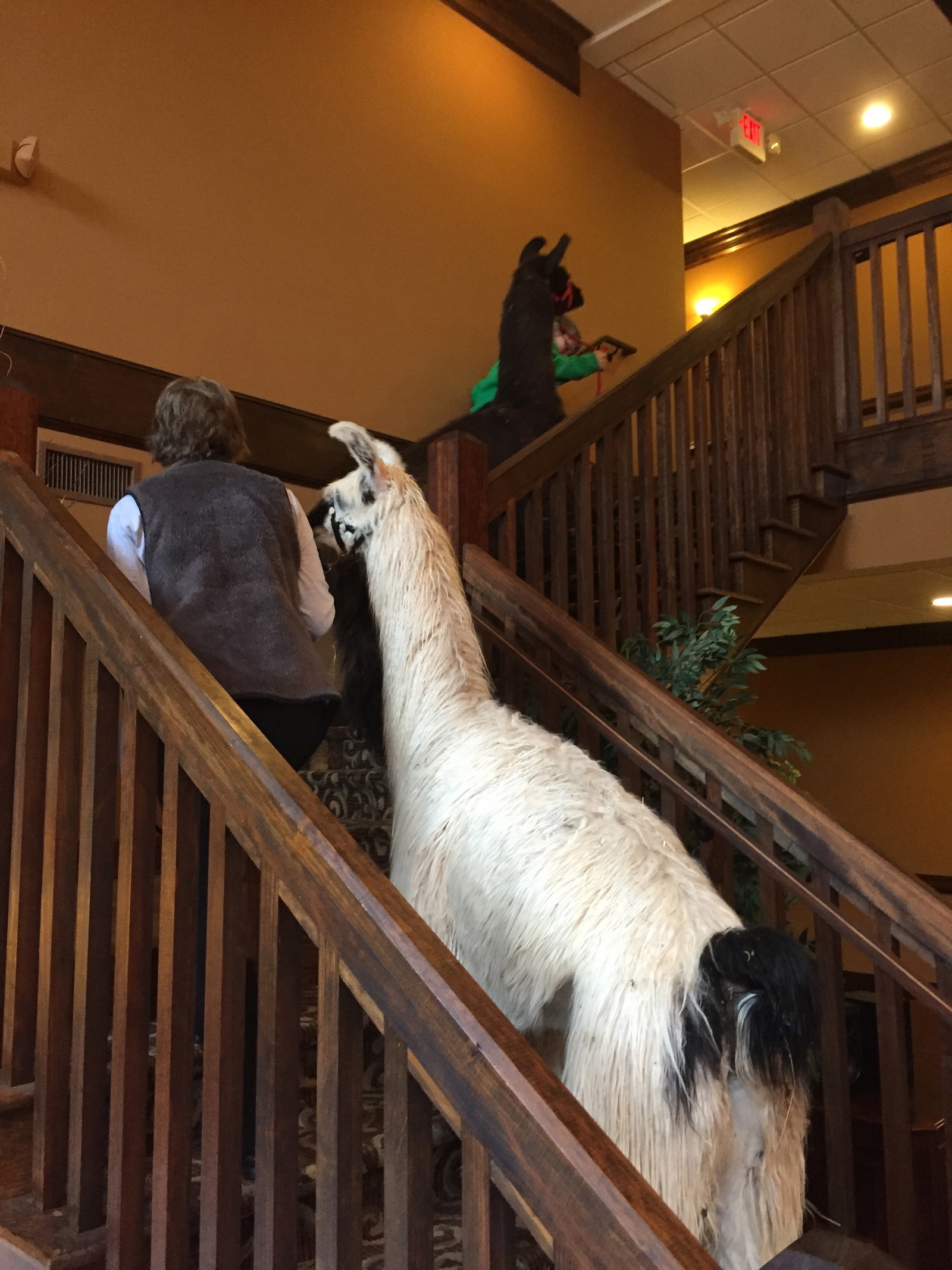 This Couple Got Their Wedding Crashed By A Ton Of Llamas