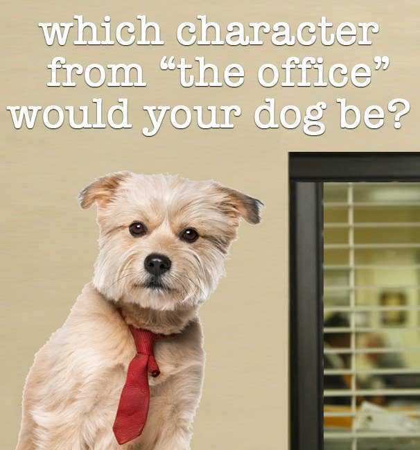 Which Character From “The Office” Would Your Dog Be?