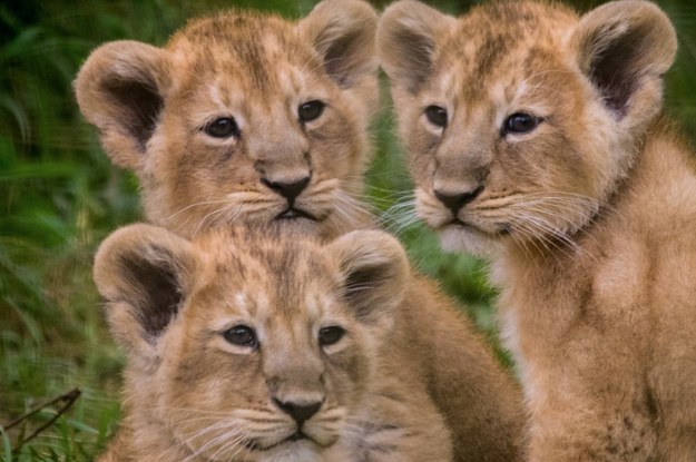 You Need To See These Lion Cub Triplets Adorably Bugging Their Mom