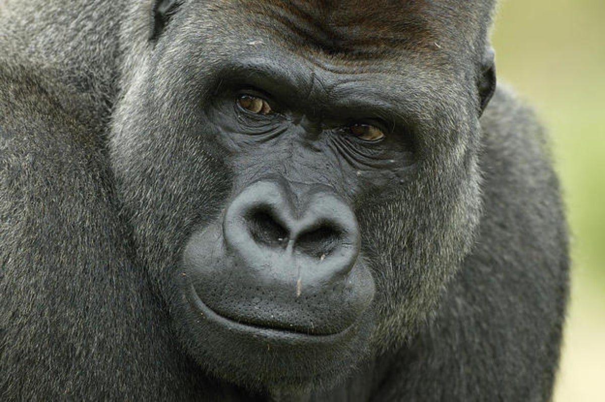 Can You Ace This Animal True Or False Quiz