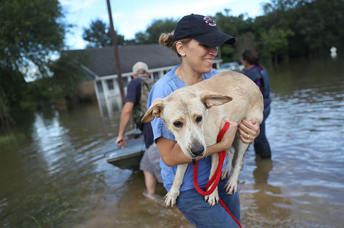 Rescue Poor Dogs Trapped In A Huge Flood With Extreme Cold And Fear