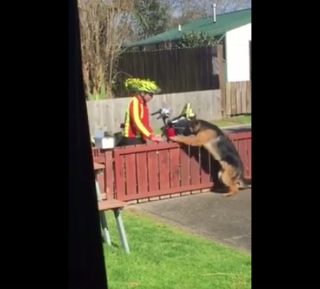 (You can tell the mailman's done this before because he's seen tapping the fence, at which the dog knows to leap onto it 😭.)