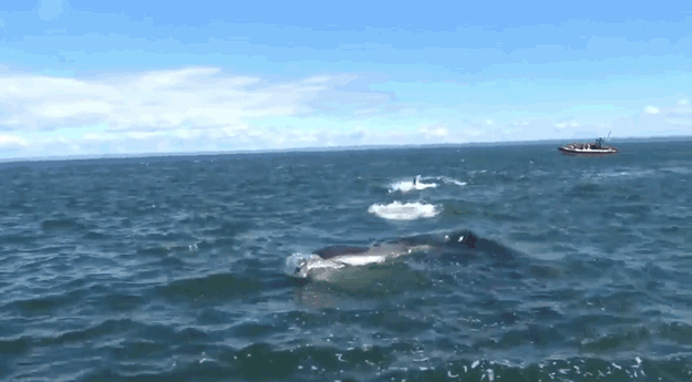 The incredible footage was recorded by Eric Mouellic, a French tourist who was on a whale watching trip near Tadoussac, Quebec.