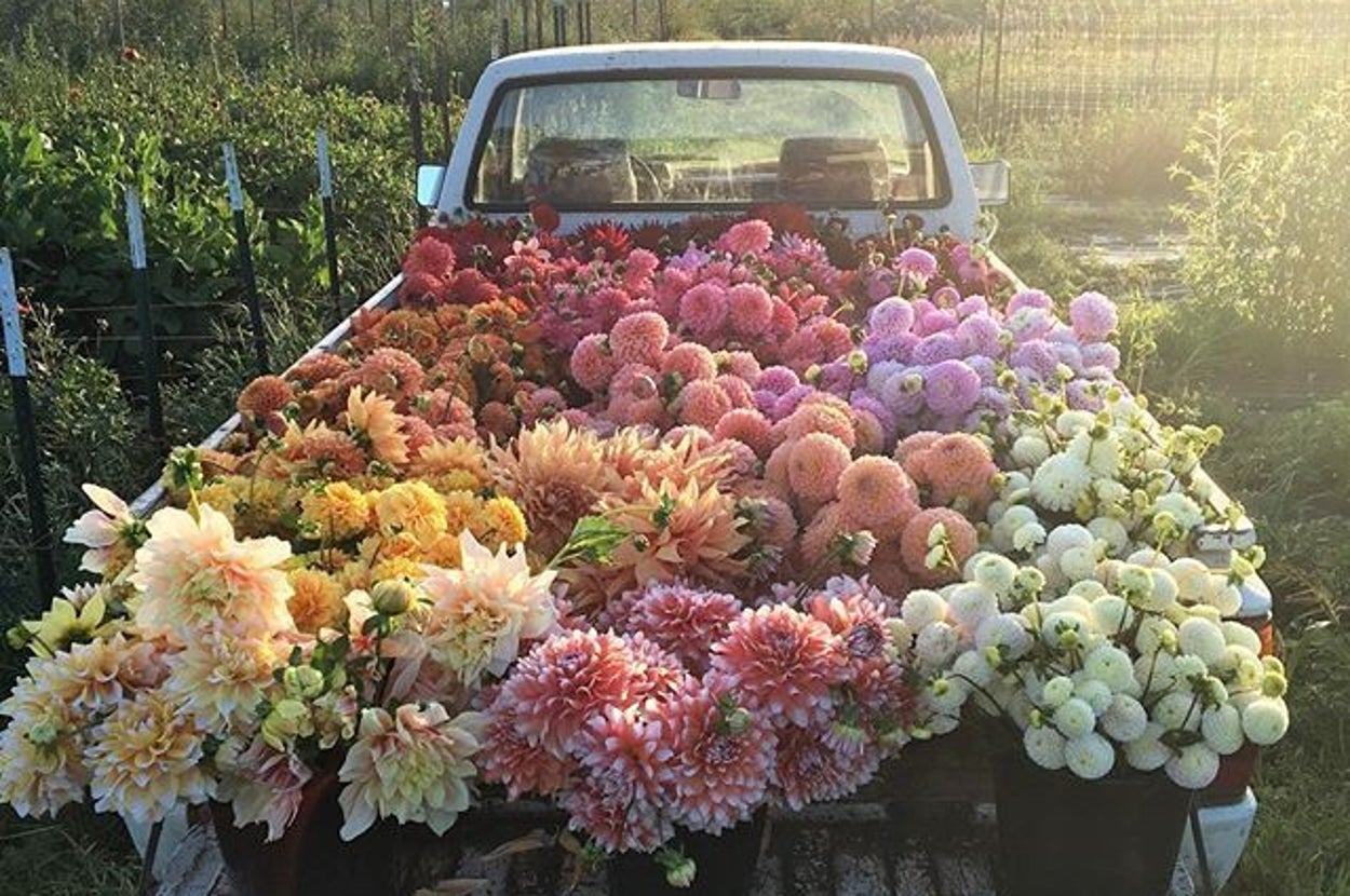 People On Instagram Are Obsessed With This Photo Of A Bunch Of Flowers ...