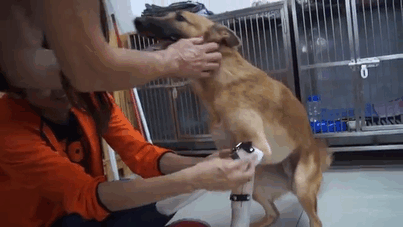 At this point Cola is still not too sure what's going on, but he's clearly damn happy. The head vet at the clinic that treated Cola also holds an engineering degree, and made the new legs from durable plastic.