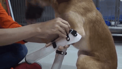 Cola lost parts of his front legs after being attacked by his owner's neighbour, who severed them with a machete. With that in mind, you'd expect him to be nervous around humans, but (as you can see here) he's extremely friendly.