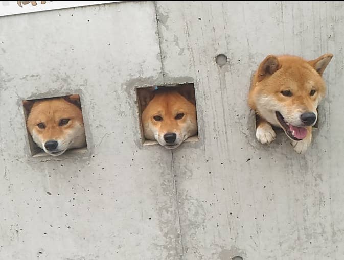 Three shibas 2025