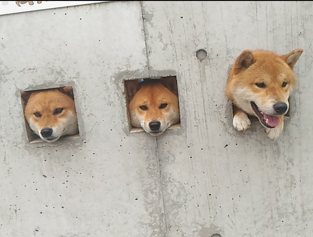 That's three pups with their heads shoved through a wall.