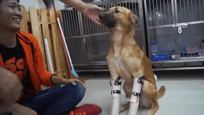 He clearly can't wait to start walking around, mainly so he can go and lick some more human arms and faces. According to the foundation, Cola was fitted with wheels at first to keep him moving and to allow the wounds to properly heal.