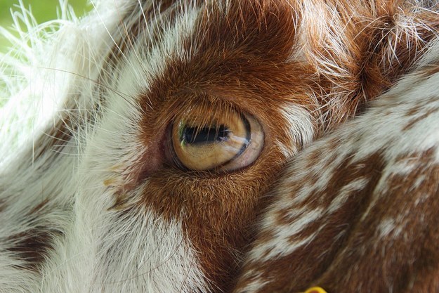 Can You Guess The Animal From Its Eyeball?