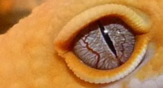 animals with edible eyeballs