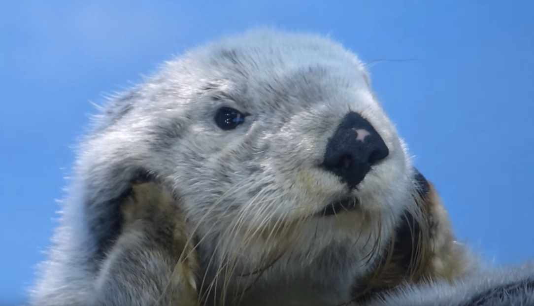 ラッコ！ラッコかわいい！かわいい！！！はああ！ラッコかわいい！！！！