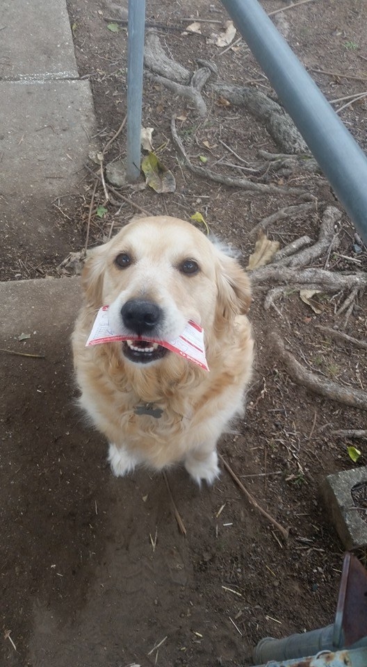 email thank letter vs you This Her Carrier Wrote Mail The Loves A Dog Mail Much, So