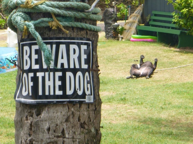 This vicious animal who is always on the lookout for trespassers: