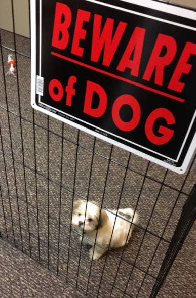 Beware of shop dog cute