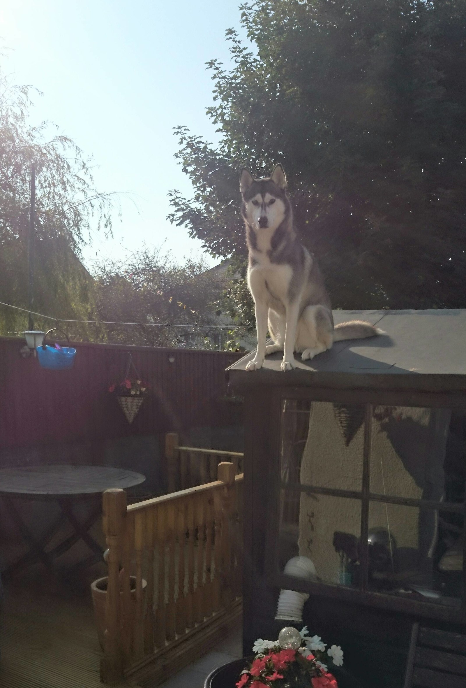 do all huskies jump fences