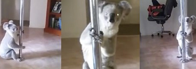 22 Australian Animals That Have Lost the Fucking Plot 22 Australian Animals That Have Lost the Fucking Plot