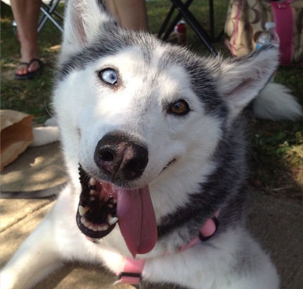 It's a widely known fact that huskies are the most regal and majestic dogs alive.