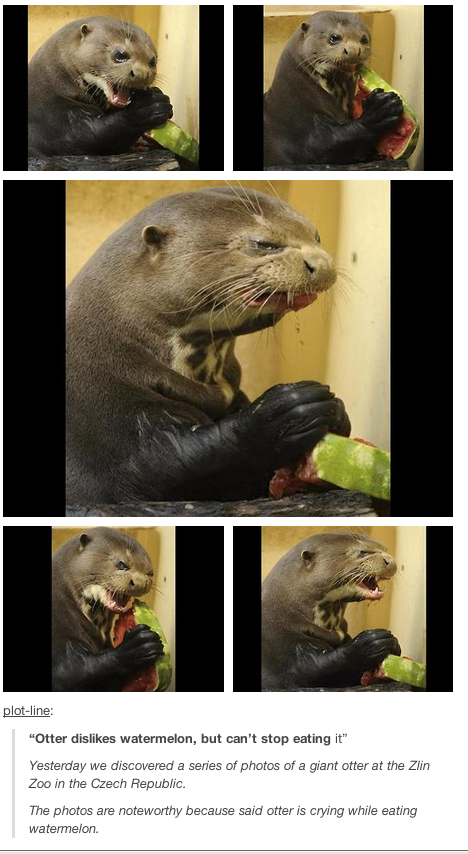 This otter eating a watermelon and hating it.