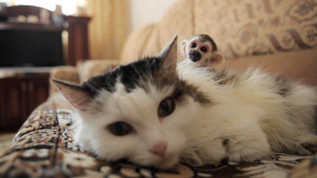 This is Rosinka, a 16-year-old cat in Russia. And she recently took on a sidekick.