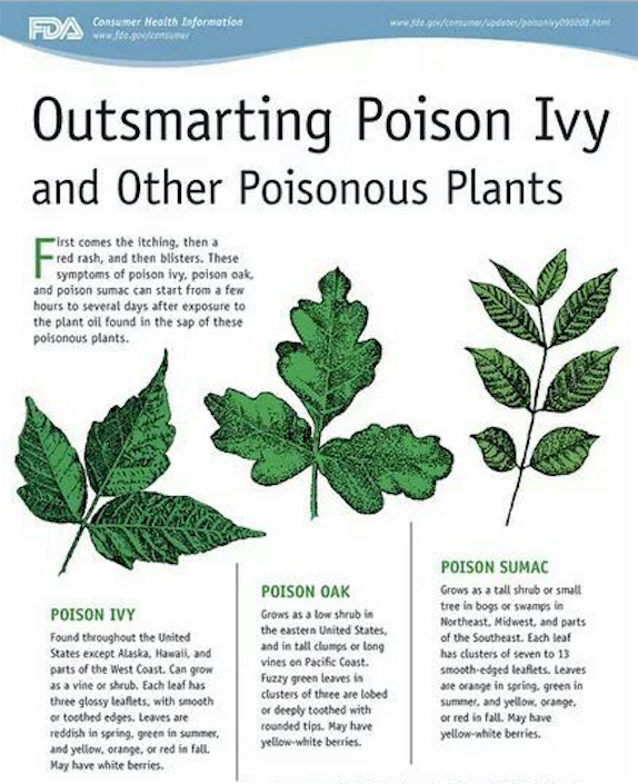 Get to know what common poisonous plants look like.