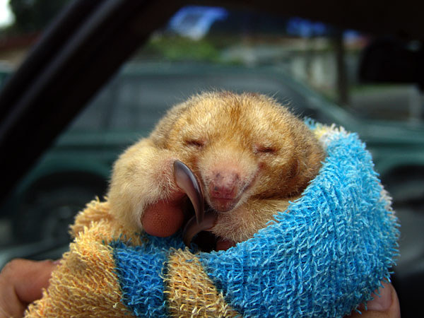 IT'S CALLED A SILKY ANTEATER AND IT IS PERFECT.