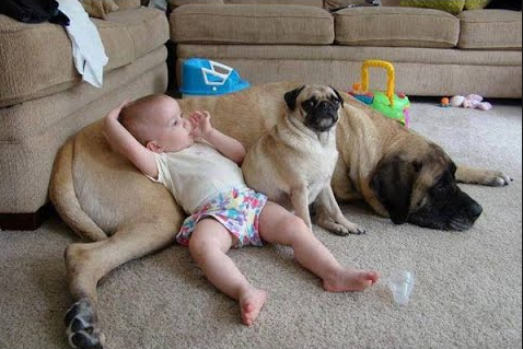 Some kids prefer to use the family pet to their advantage.