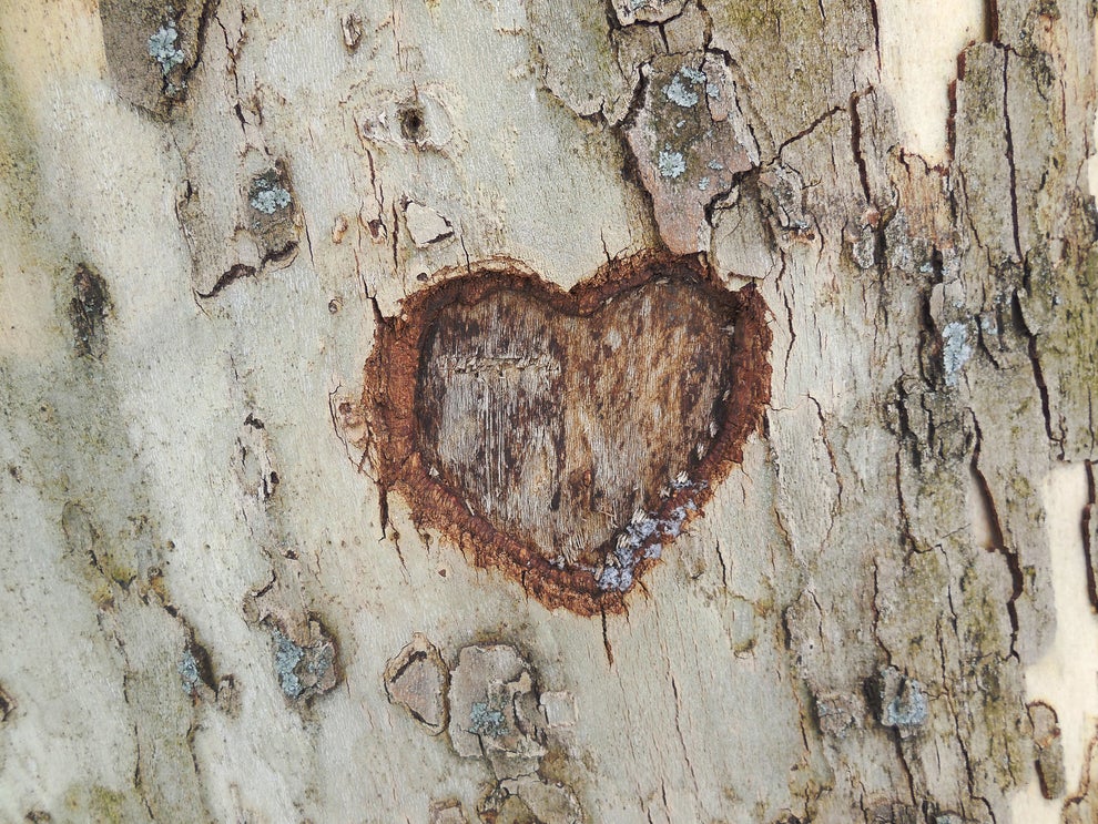 En la madera de un árbol.