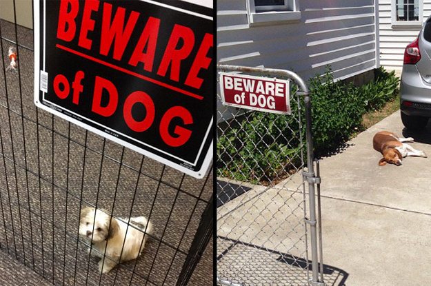 Cute beware of dog clearance sign