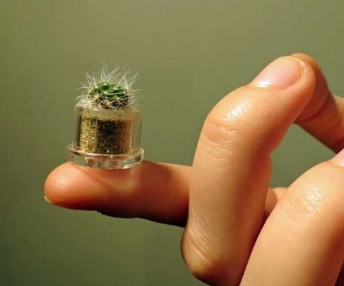 The cutest little cactus you've ever seen.