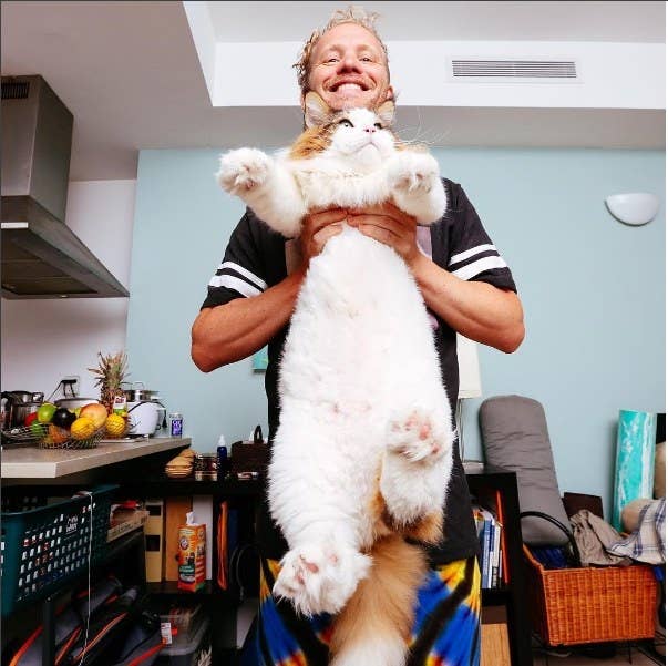 Meet Samson, 28-Pound Cat In New York City